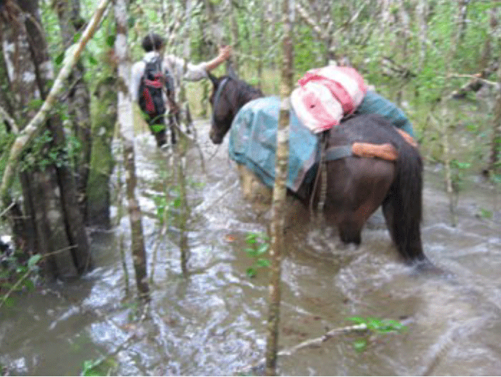maya jungle mirador 1