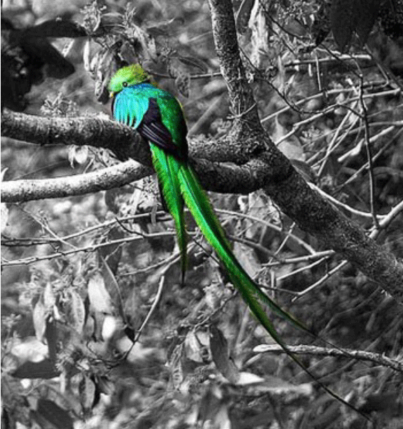 maya quetzal 1